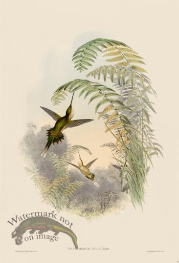 Gould Hummingbird 025